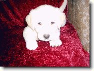 Chinese Crested Dog