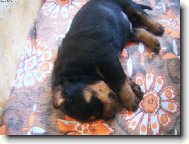 Rottweiler