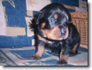 Rottweiler