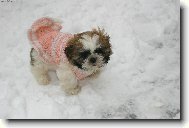 icu, Shih-Tzu