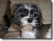 Chinese Crested Dog