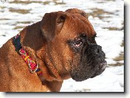 Deutscher Boxer