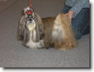 icu, Shih-Tzu