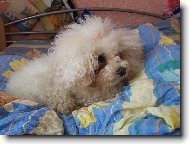 Bichon á poil frisé, Bichon Frise