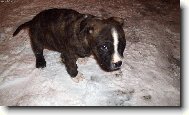 American Staffordshire Terrier