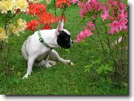 Bouledogue francais, French Bulldog