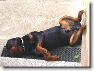 Rottweiler