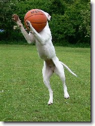 Deutscher Boxer
