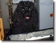 Poodle, Caniche
