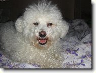 Bichon á poil frisé, Bichon Frise