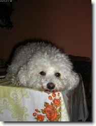 Bichon á poil frisé, Bichon Frise