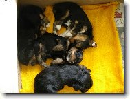 Jorkšírský terier, Yorkshire Terrier,