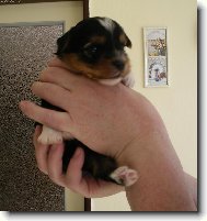 Jorkšírský terier, Yorkshire Terrier,