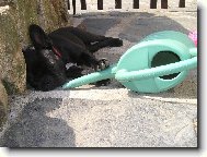 Bouledogue francais, French Bulldog