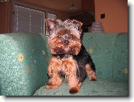 Jorkšírský terier, Yorkshire Terrier,