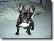 Bouledogue francais, French Bulldog