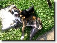 Deutscher Boxer