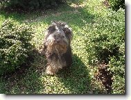 Jorkšírský terier, Yorkshire Terrier,