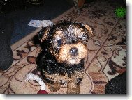 Jorkšírský terier, Yorkshire Terrier,