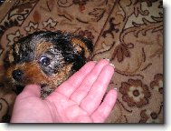 Jorkšírský terier, Yorkshire Terrier,
