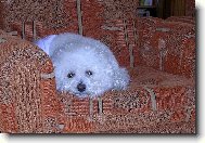 Bichon á poil frisé, Bichon Frise