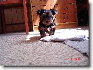 Jorkšírský terier, Yorkshire Terrier,