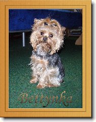 Jorkšírský terier, Yorkshire Terrier,