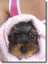 Jorkšírský terier, Yorkshire Terrier,