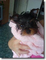 Jorkšírský terier, Yorkshire Terrier,