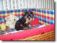 Jorkšírský terier, Yorkshire Terrier,