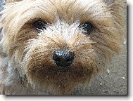 Jorkšírský terier, Yorkshire Terrier,