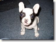 Bouledogue francais, French Bulldog