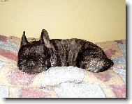 Bouledogue francais, French Bulldog