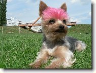 Jorkšírský terier, Yorkshire Terrier,