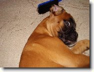 Deutscher Boxer