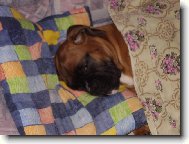 Deutscher Boxer