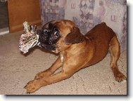 Deutscher Boxer