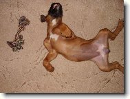 Deutscher Boxer