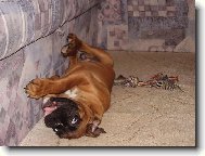 Deutscher Boxer