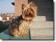 Jorkšírský terier, Yorkshire Terrier,