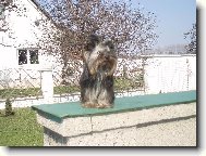Jorkšírský terier, Yorkshire Terrier,