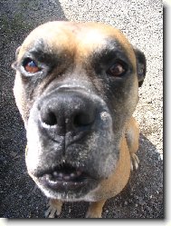 Deutscher Boxer