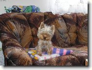 Jorkšírský terier, Yorkshire Terrier,