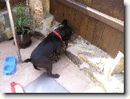 Bouledogue francais, French Bulldog