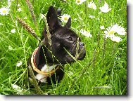 Bouledogue francais, French Bulldog