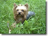 Jorkšírský terier, Yorkshire Terrier,