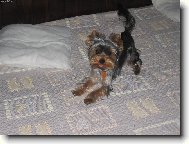 Jorkšírský terier, Yorkshire Terrier,