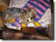 Jorkšírský terier, Yorkshire Terrier,