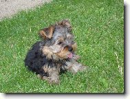 Jorkšírský terier, Yorkshire Terrier,