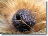 Jorkšírský terier, Yorkshire Terrier,